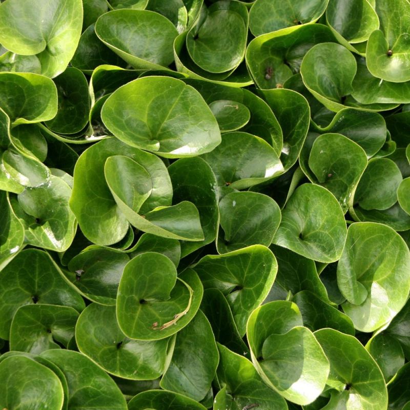 Hasselurt - Asarum europaeum