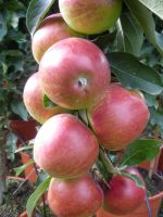 Æble Søjletræer