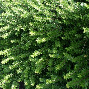 Gedeblad - Lonicera 'Majgrün'
