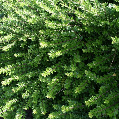 Gedeblad - Lonicera 'Majgrün'