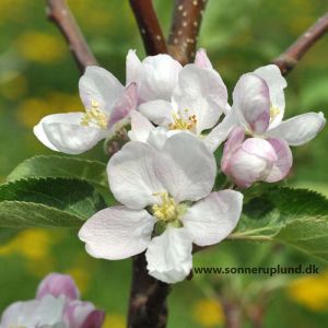 Bellida æbletræ i blomst