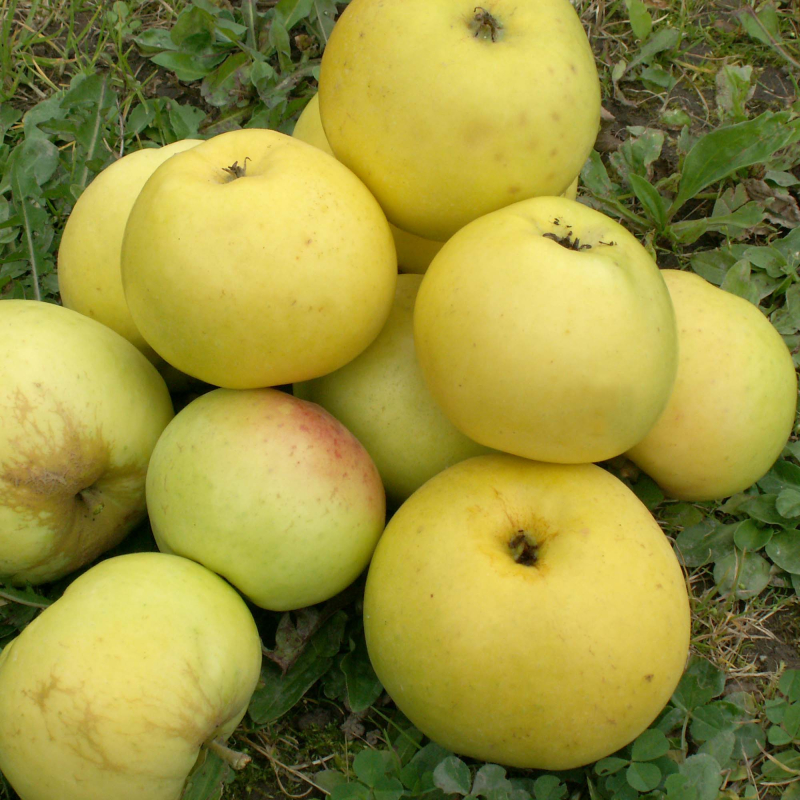 Bøghs Citronæble - Æbletræ 4-8 grene
