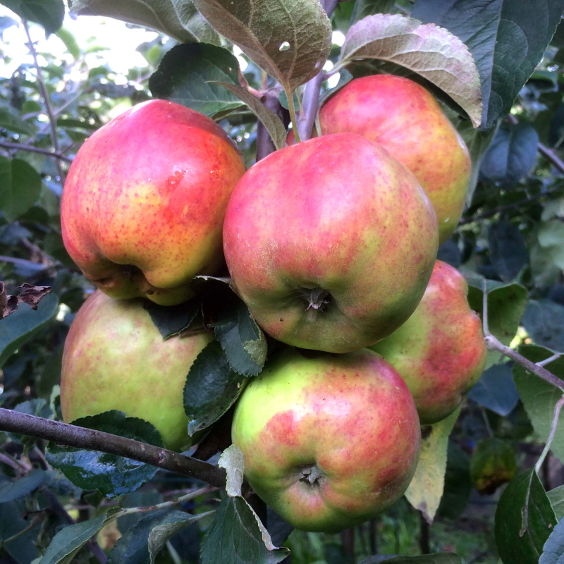 Rød Gråsten Æbletræ 4-8 grene