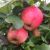 Rød Ananas Æbletræ på vildstamme