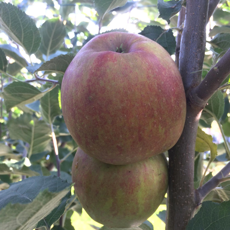 Heister Æble ´Rød Belle de Boskoop´
