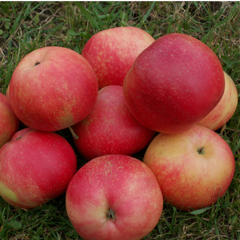 Discovery - Æbletræ på vildstamme 5-8 grene