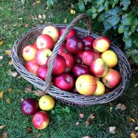 Frugttræer - Æbler i kurv