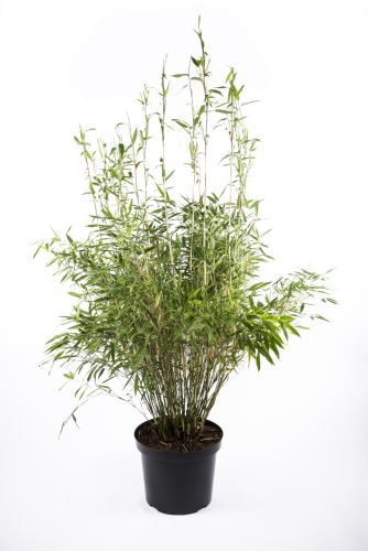 Bambus simba