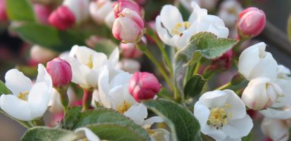Paradisæble i blomst