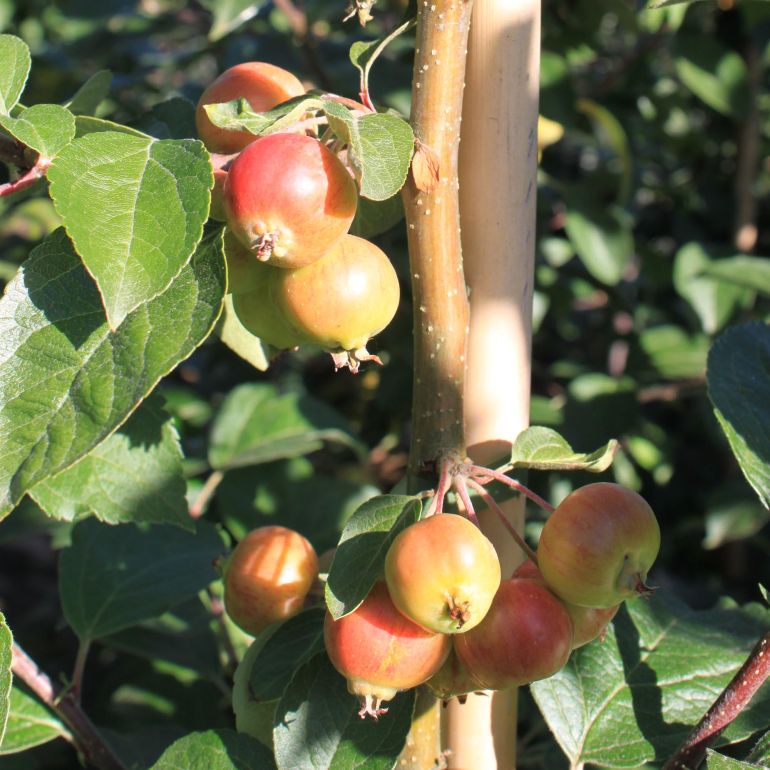 Paradisæble ´Evereste´ 150-175 cm