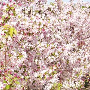 Malus floribunda - Japansk Paradisæble i blomst