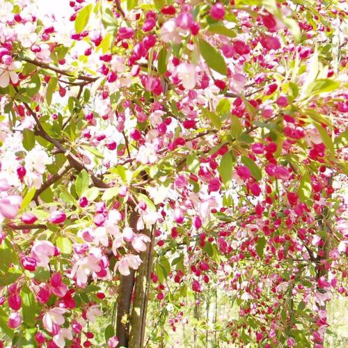 Malus floribunda - Japansk Paradisæble i knop