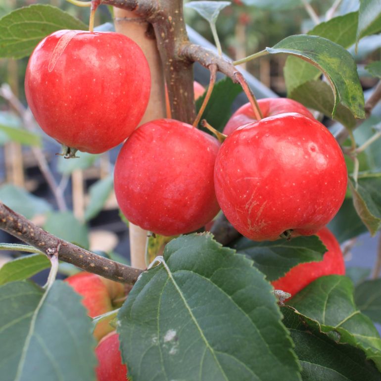 Paradisæble ´Hyslop´ 175-200 cm