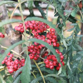 Sorbus 'Chinese Lace' 125-150 cm