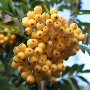 Gulfrugtet Røn - Sorbus 'Joseph Rock' 175-200 cm