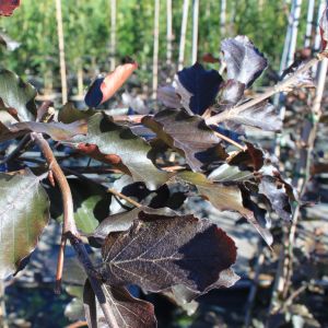 Hænge Blodbøg - Fagus sylvatica 'Purpurea Pendula'