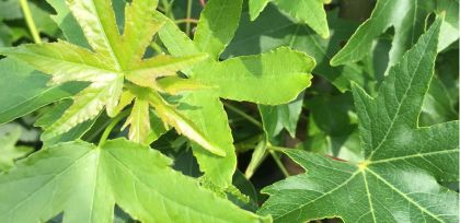 Ambratræ - Liquidamba