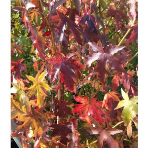 Ambratræ - Liquidambar styraciflura med høstfarve