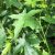 Ambratræ - Liquidambar styraciflura 'Worplesdon'