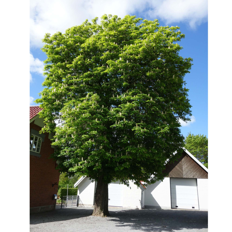 Hestekastanie - Aesculus hippocastaenum 150-175 cm.