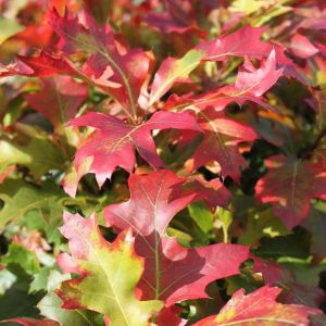 Kugle Sump-Eg - Quercus palustris 'Green Dwarf' 150 cm