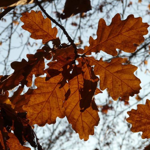 Vintereg - Quercus petraea, Vinter
