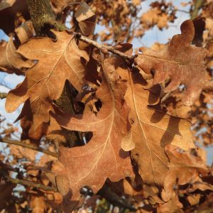 Søjle Eg - Quercus robur 'Fastigiata' vinter