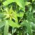 Liquidambar styraciflua 'Gumball'