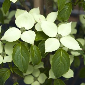 Koreakornel - Cornus kousa 'China Girl'