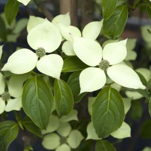 Koreakornel - Cornus kousa 'China Girl'