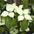 Koreakornel - Cornus kousa 'China Girl'
