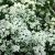 Koreakornel - Cornus kousa 'Milky Way'