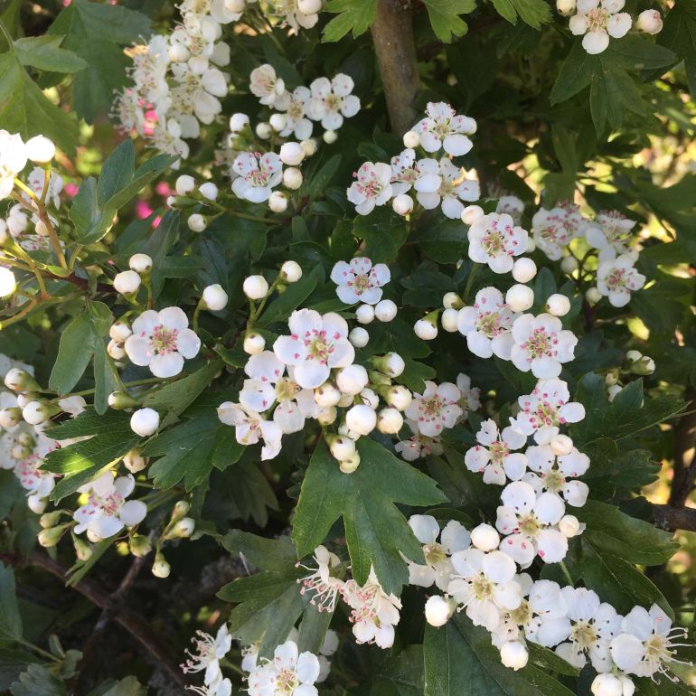 Engriflet Hvidtjørn - Crataegus monogyna 150-175 cm