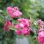 Rødtjørn - Crataegus x media 'Paul's Scarlet'