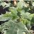 Brogbladet Spidsløn - Acer plat. 'Drummondii'