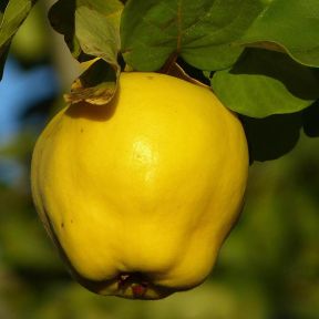 Æblekvæde - Cydonia Oblonga 'Lescovac'
