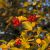 Hanesporetjørn - Crataegus crus-galli