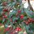 Skarlagentjørn - Crataegus intricata