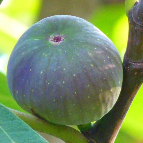 Figen 'Bornholm' - Ficus carica