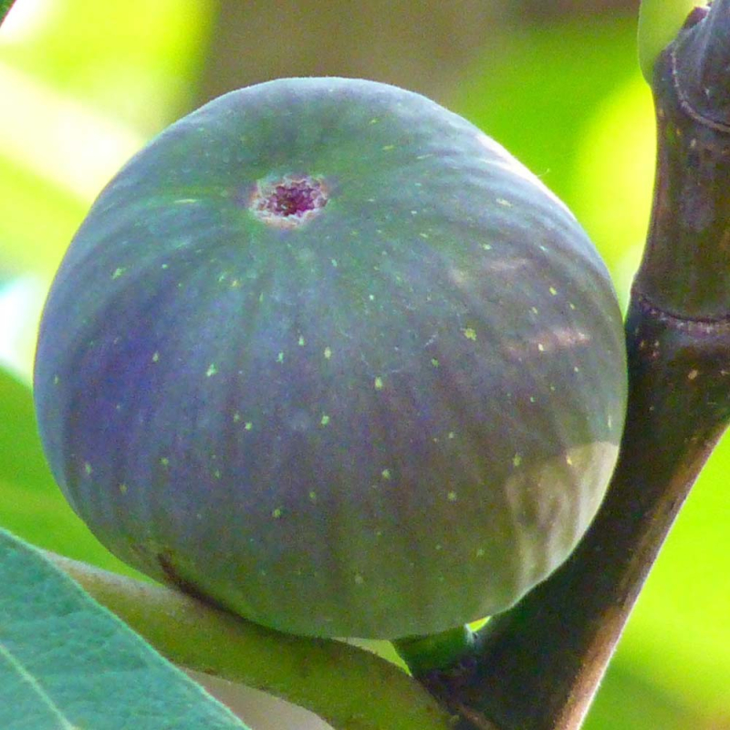 Figen ´Bornholm´ - Ficus carica