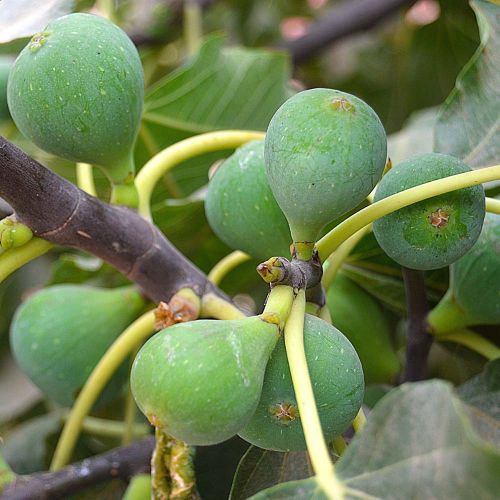 Figen 'Precose de Dalmatie' - Ficus carica