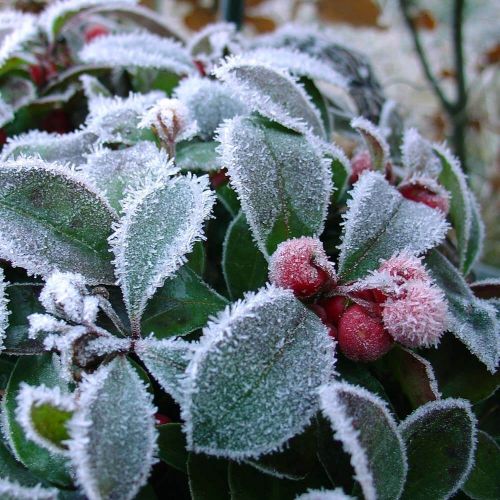 Bjergthe - Gaultheria procumbens med frost