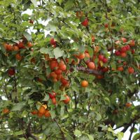 Miabelletræ med frugter