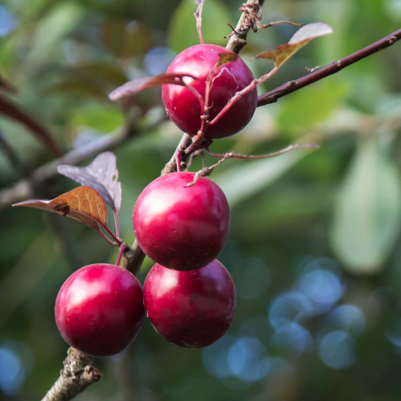 Billede af Mirabel ´Carlsen Skjødt´ - Prunus cerasifera
