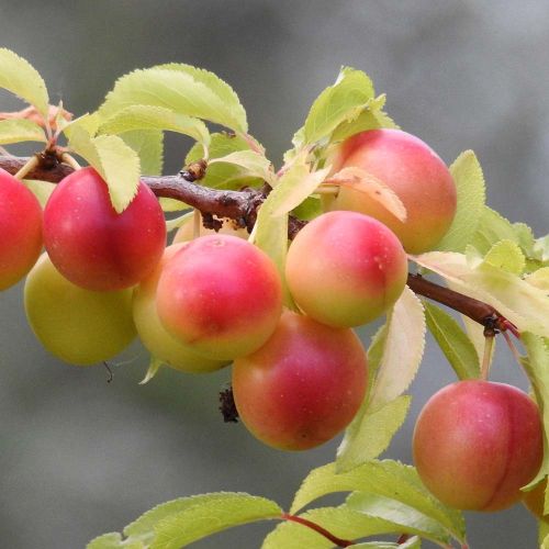 Mirabel 'Nancy Mirabelle' - Prunus cerasifera