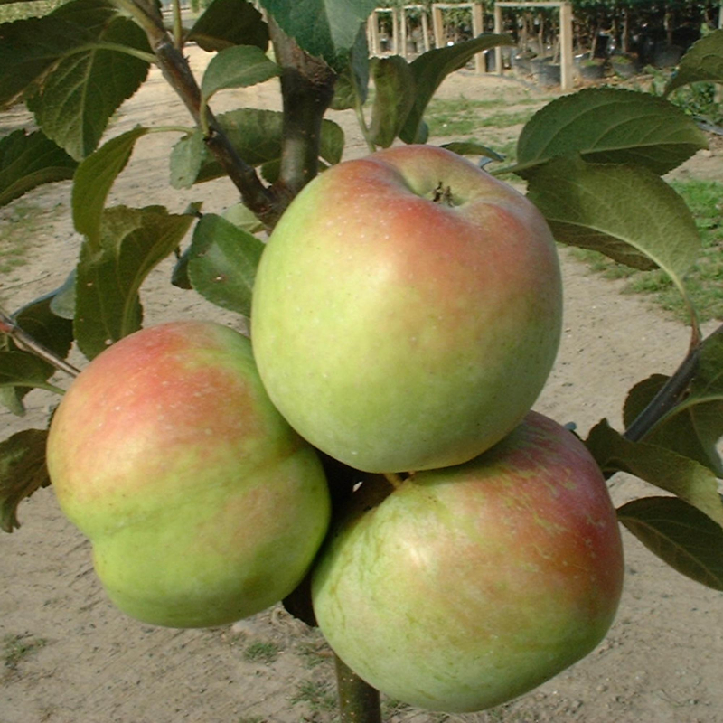 Filippa - Æbletræ på vildstamme 5-8 grene
