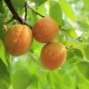 Fersken 'Honeysun' - Prunus persica
