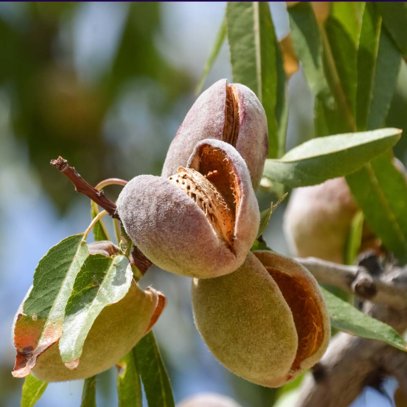 Sød mandel ´Pfälzer´ - Prunus dulcis