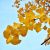 Søjle Tempeltræ 'Fastigiata Blagon' - Ginkgo biloba med høstfarve