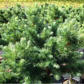 Opstammet Kugle Lærk 'Grey Pearl' - Larix kaempferi
